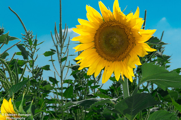 EJRPHO-0632