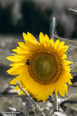 EJRPHO-0592
