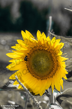 EJRPHO-0592